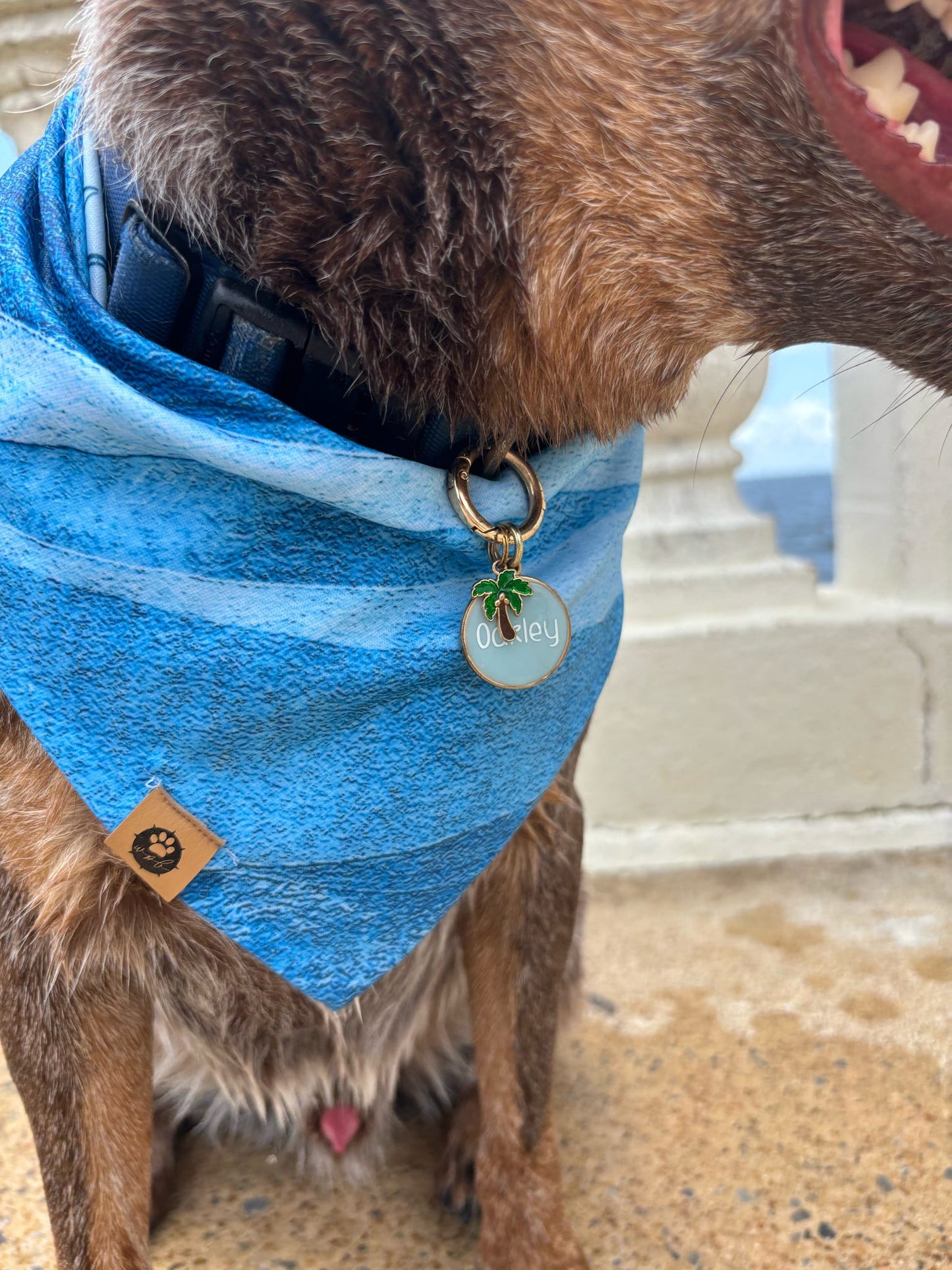 Oakley’s Salty Paws Reversible Adventure Bandana