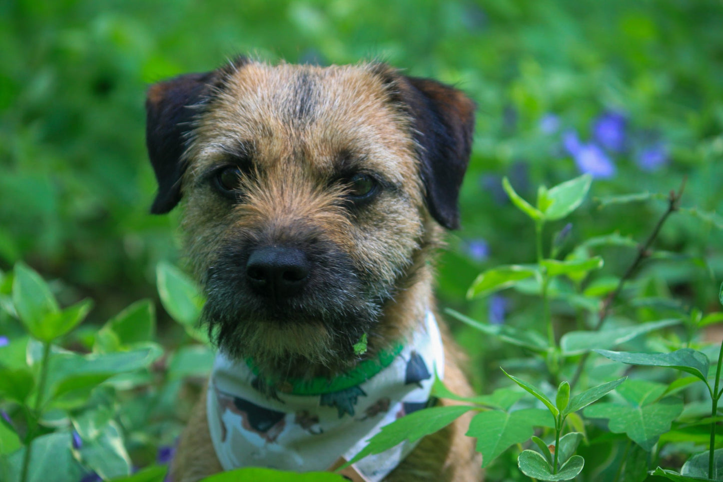 Bordering On Perfect Reversible Bandana