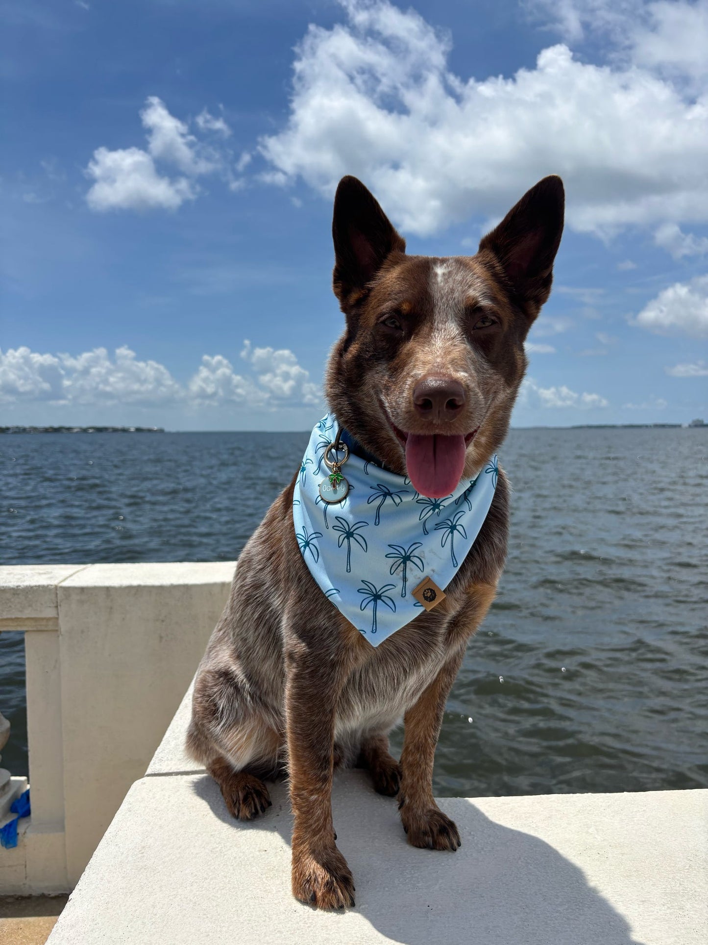 Oakley’s Salty Paws Reversible Adventure Bandana