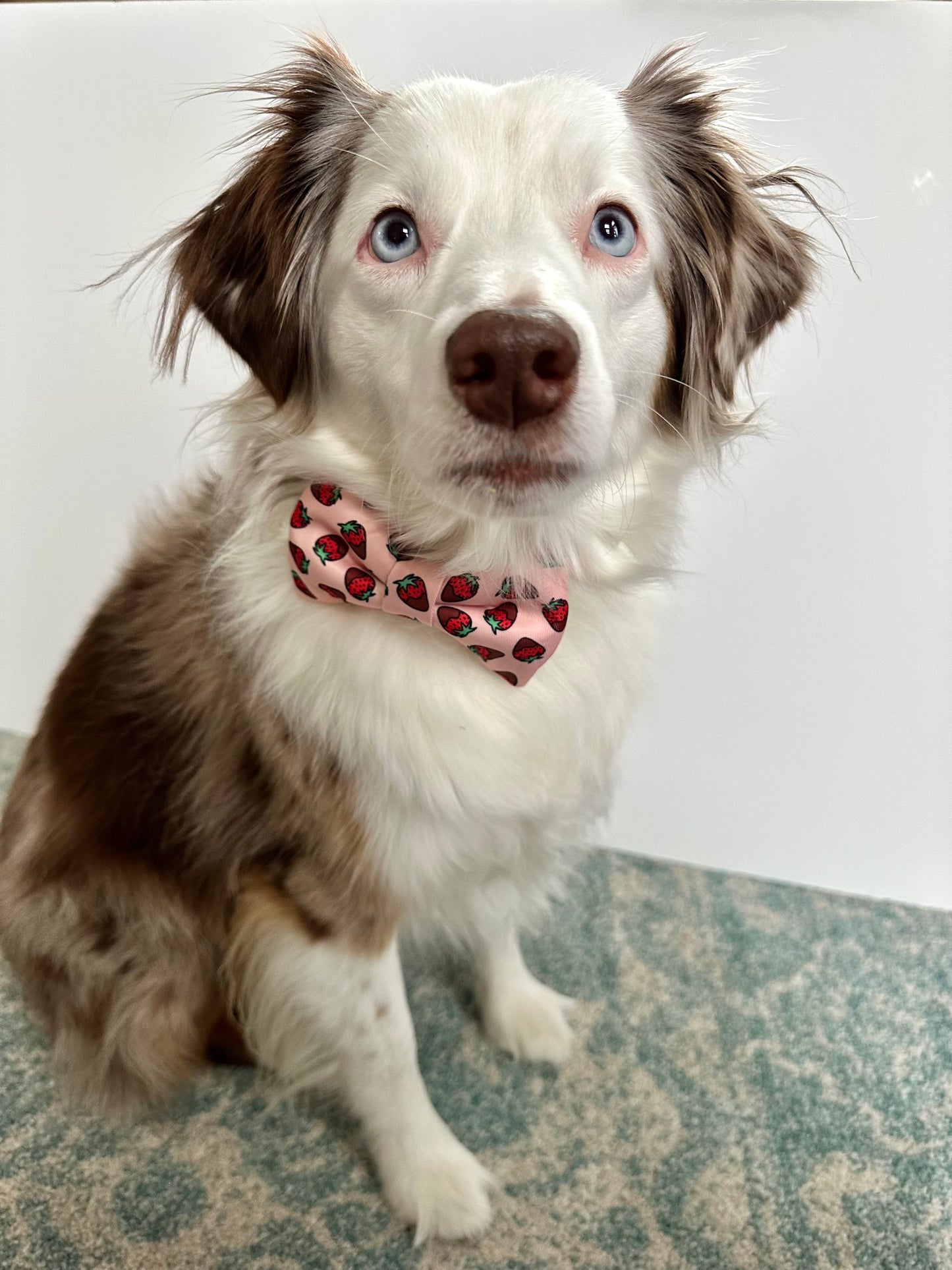 Puppy Love Bow Tie