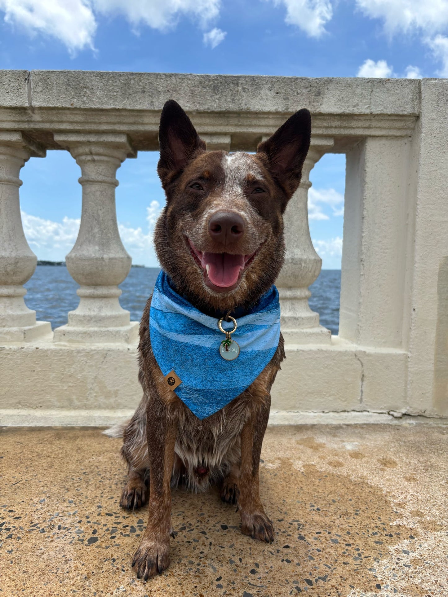 Oakley’s Salty Paws Reversible Adventure Bandana