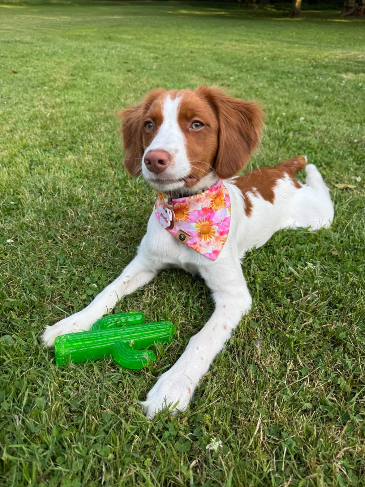 Sunset Tide Wander Proof Bandana