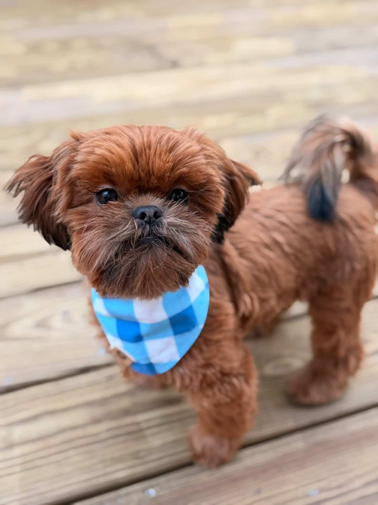 Koda’s Chill and Play