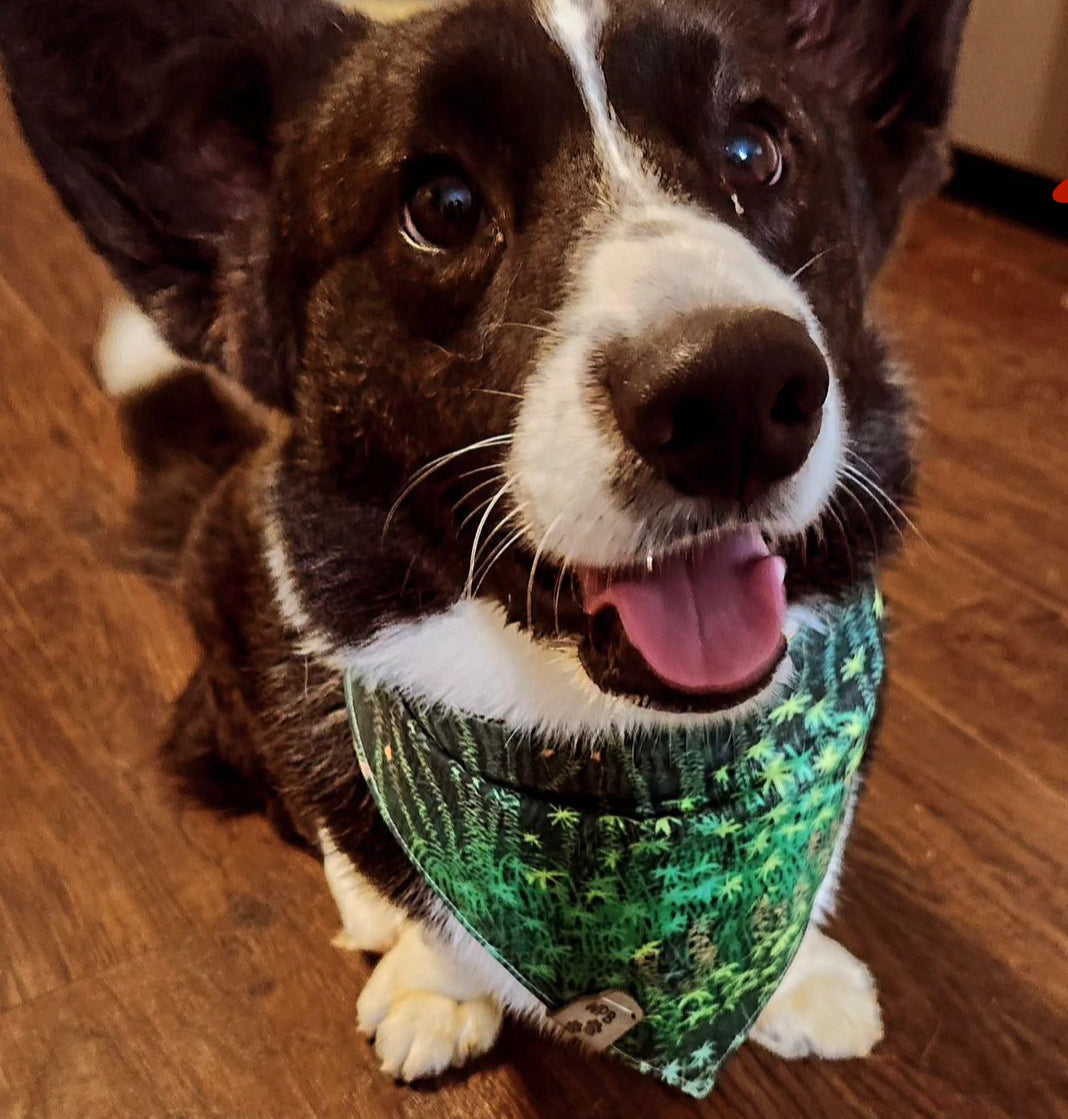Sunlit Forest Reversible Bandana