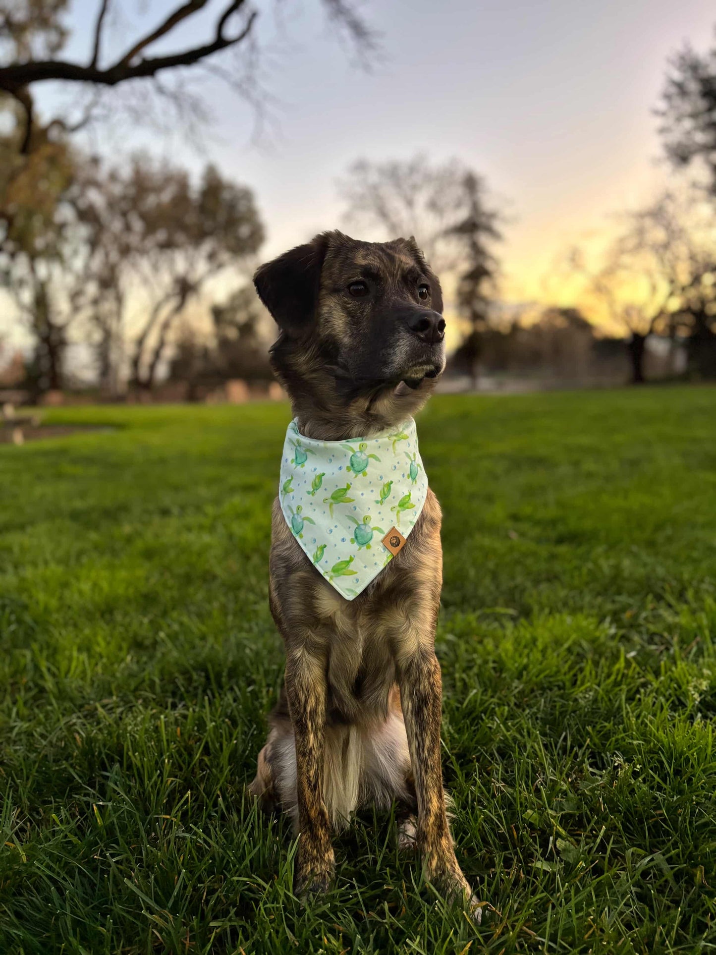 Ahsoka’s Turtle Tides Reversible Bandana