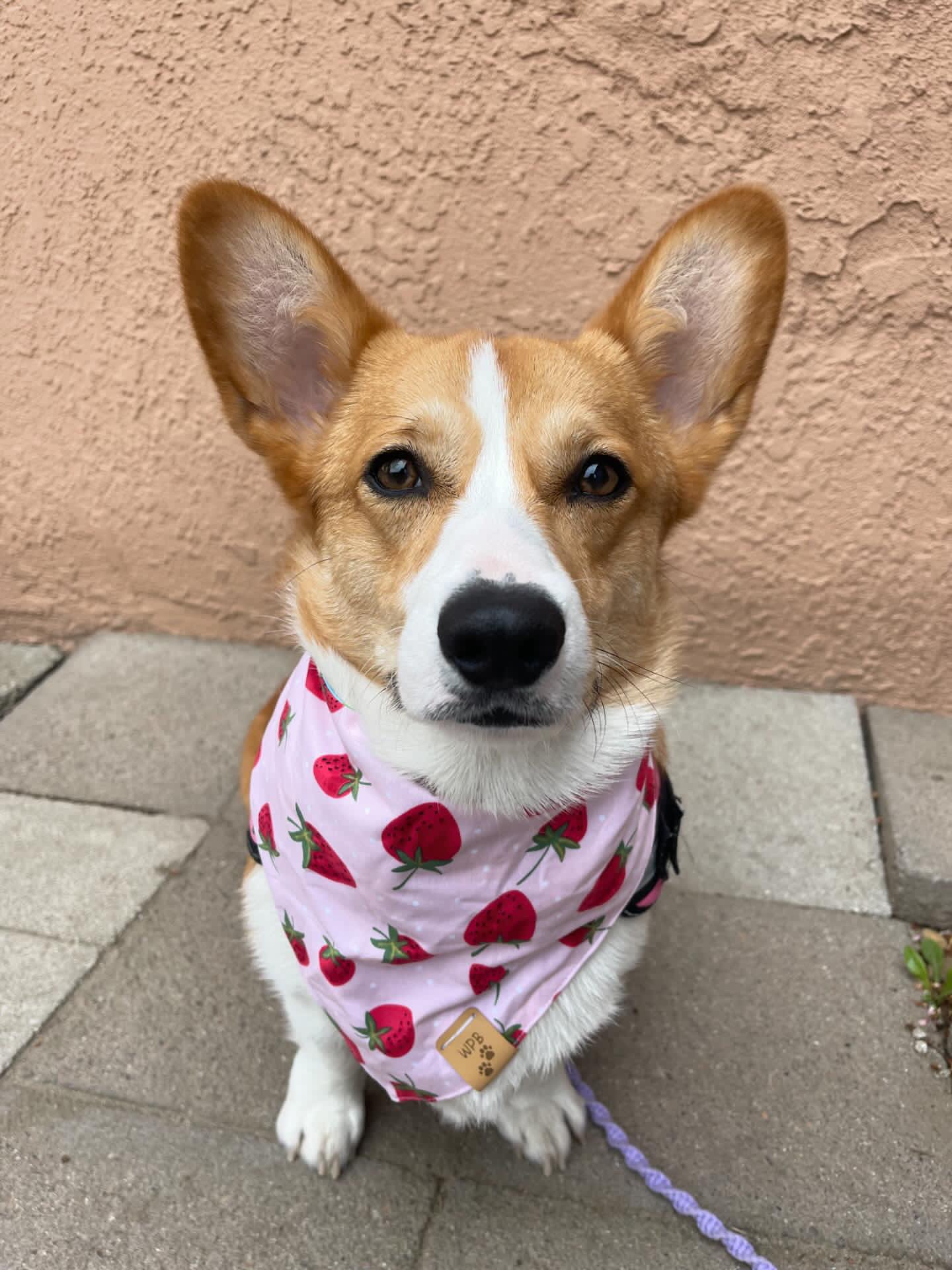 Going Bananas Reversible Bandana