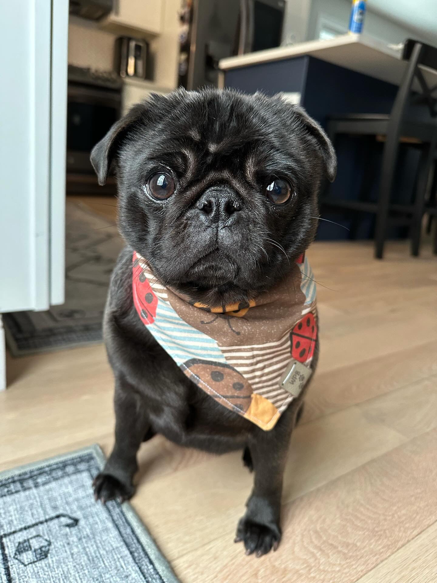 Ladybug Lola Reversible Bandana