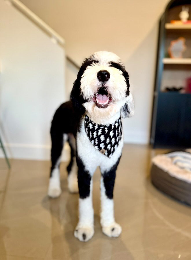 Bolt Boogie Reversible Bandana