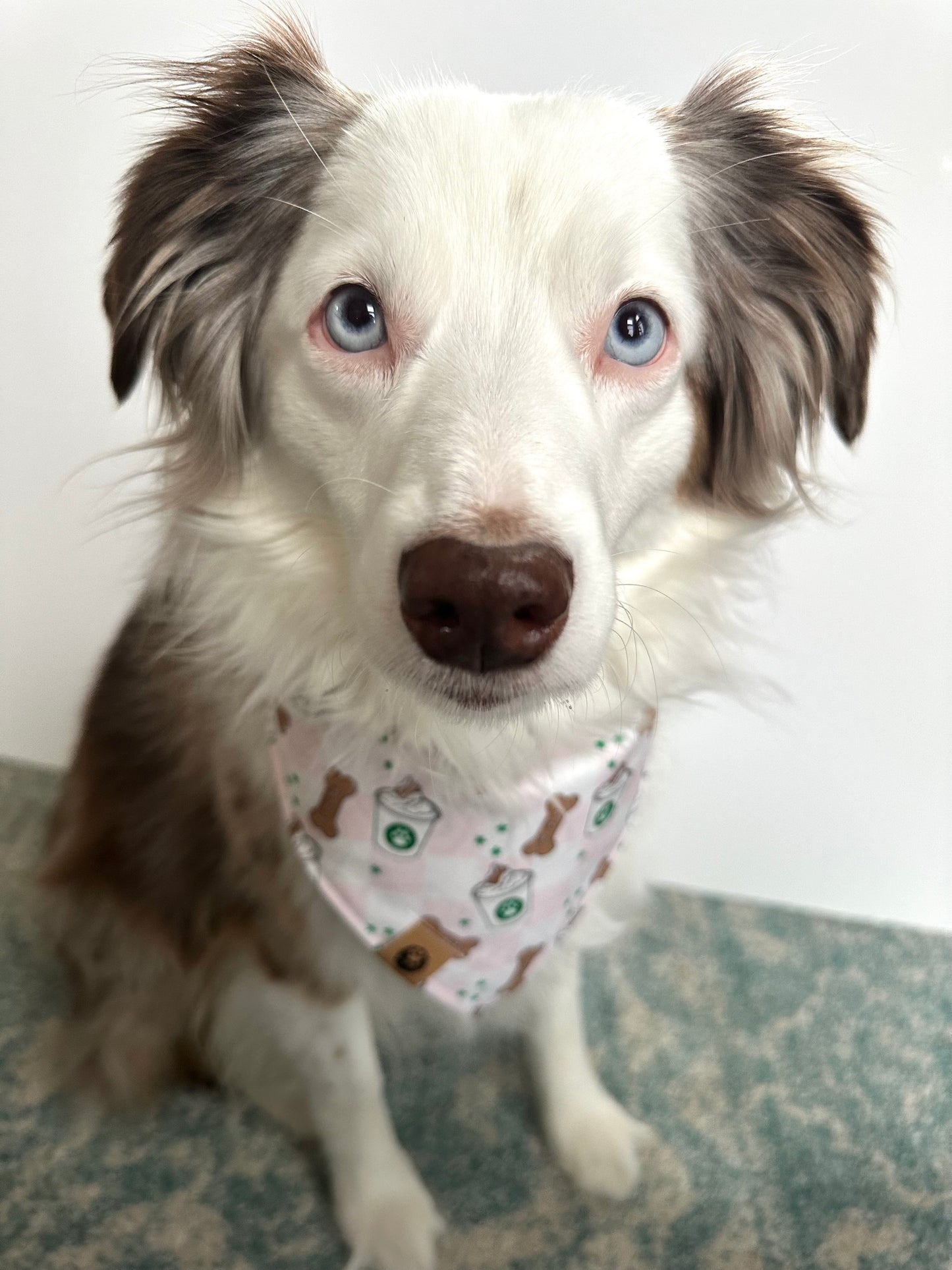 Puppuccino Bandana