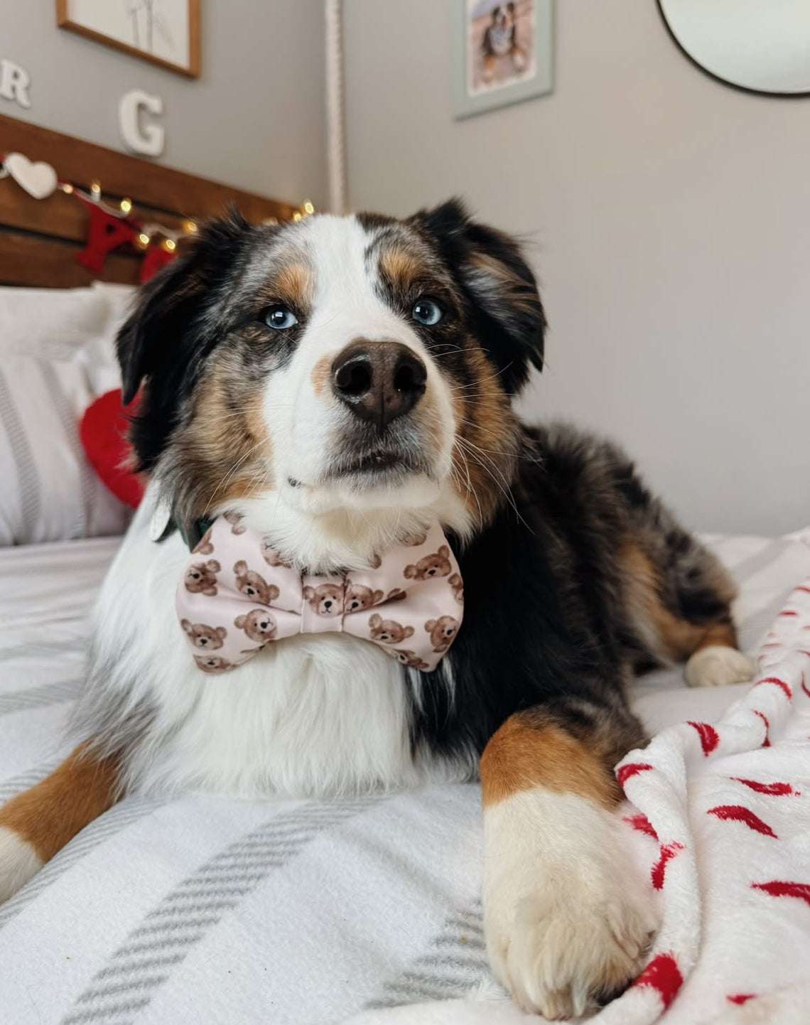 Beary Lovely Bow Tie