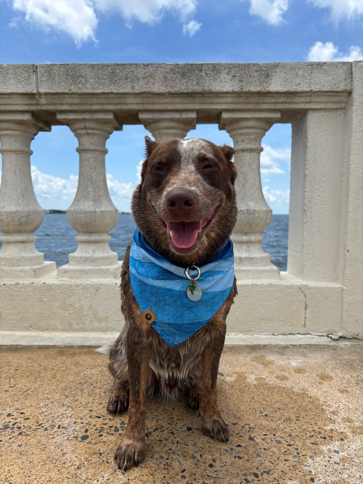 Oakley’s Salty Paws Reversible Adventure Bandana