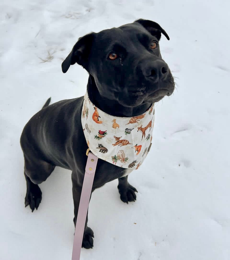 Aurora’s Walk in Nature Reversible Bandana