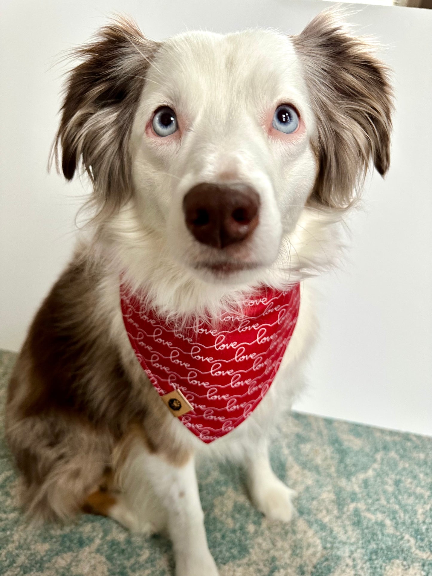 Puppy Love Bandana