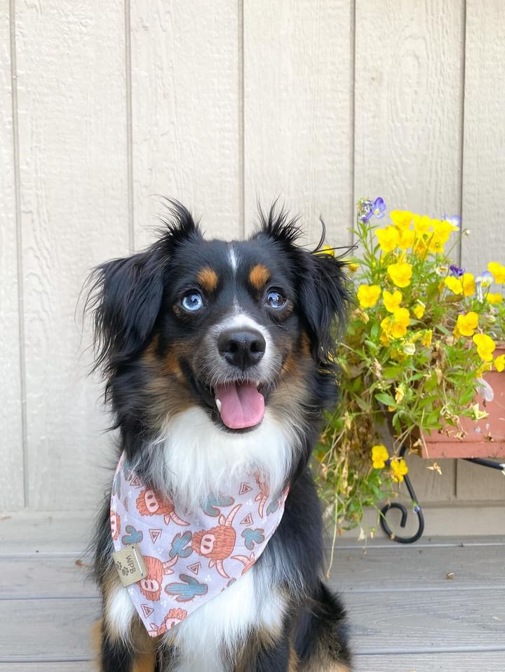 Bodhi’s Wild West Story