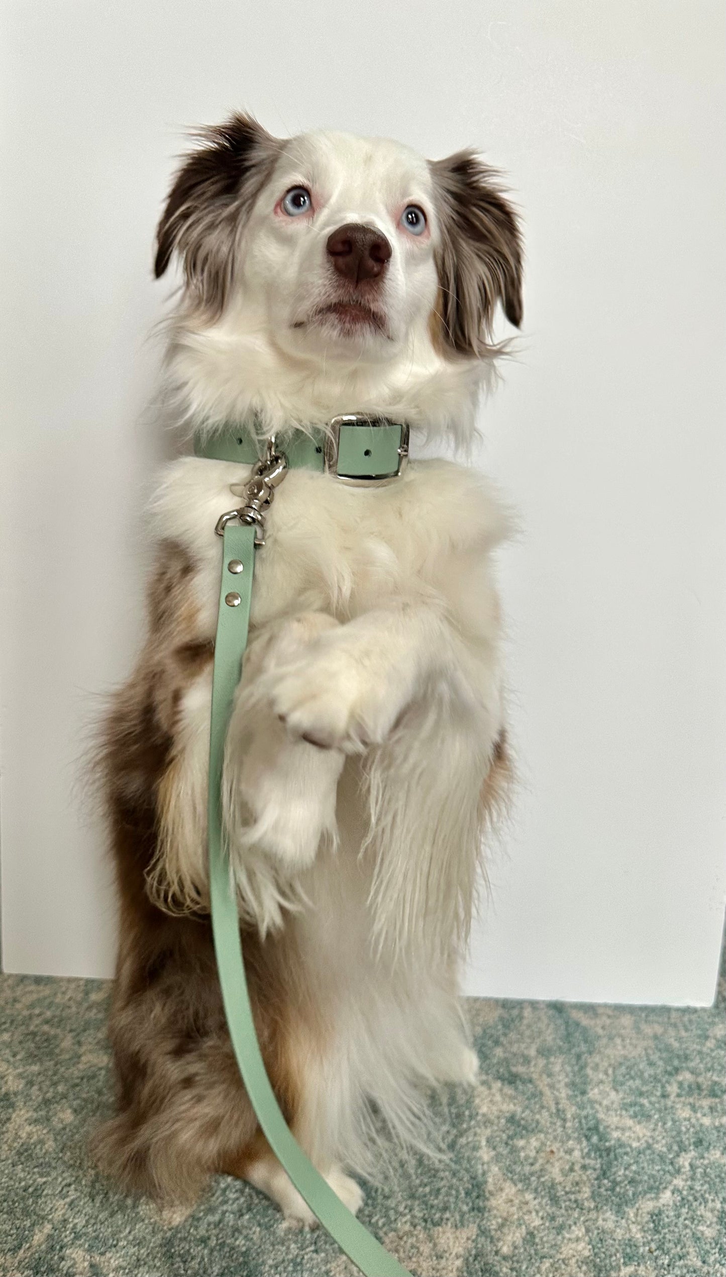 Lavender Biothane Dog Collar