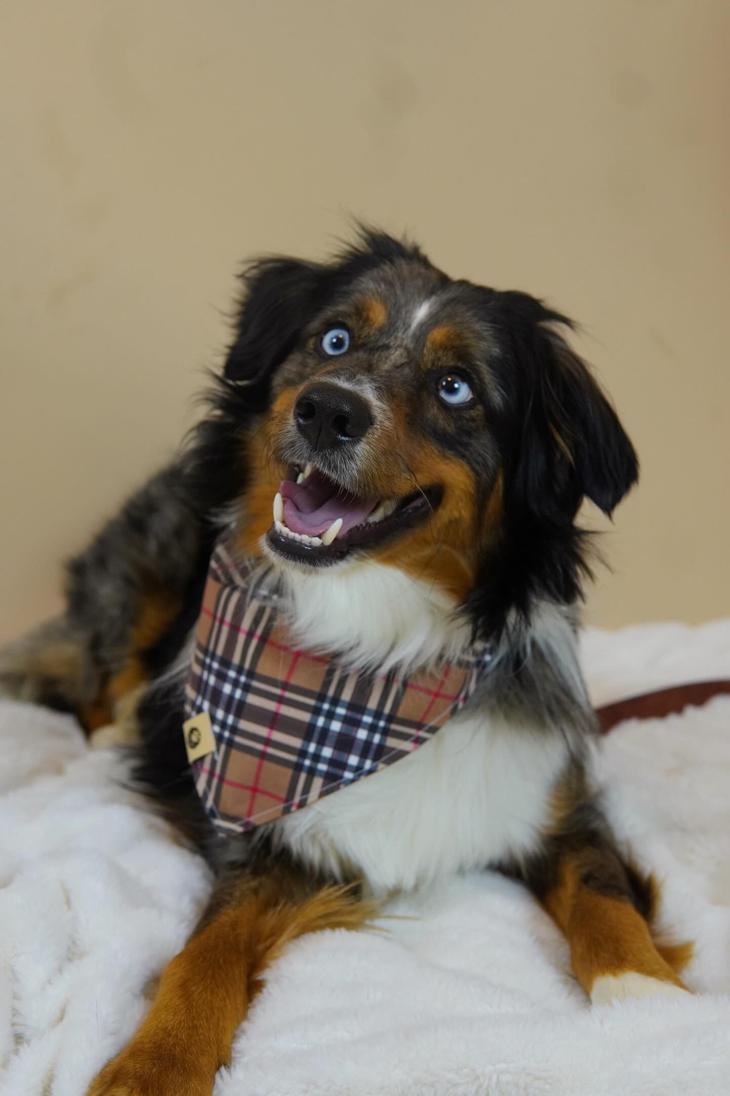 Beau’s Designer Bandana