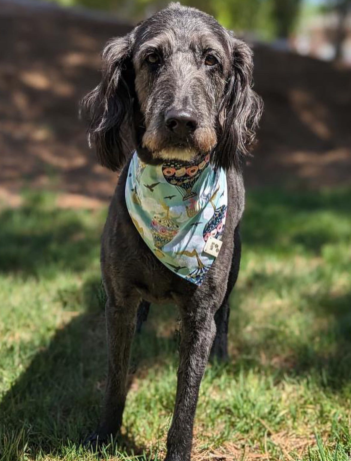 The Sunny Reversible Snap On Pet Bandana
