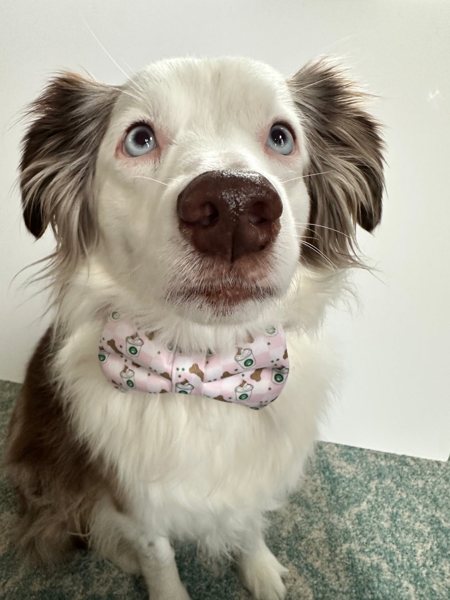 Puppuccino Bow Tie