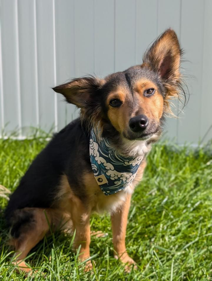 Surf & Snap Reversible Bandana