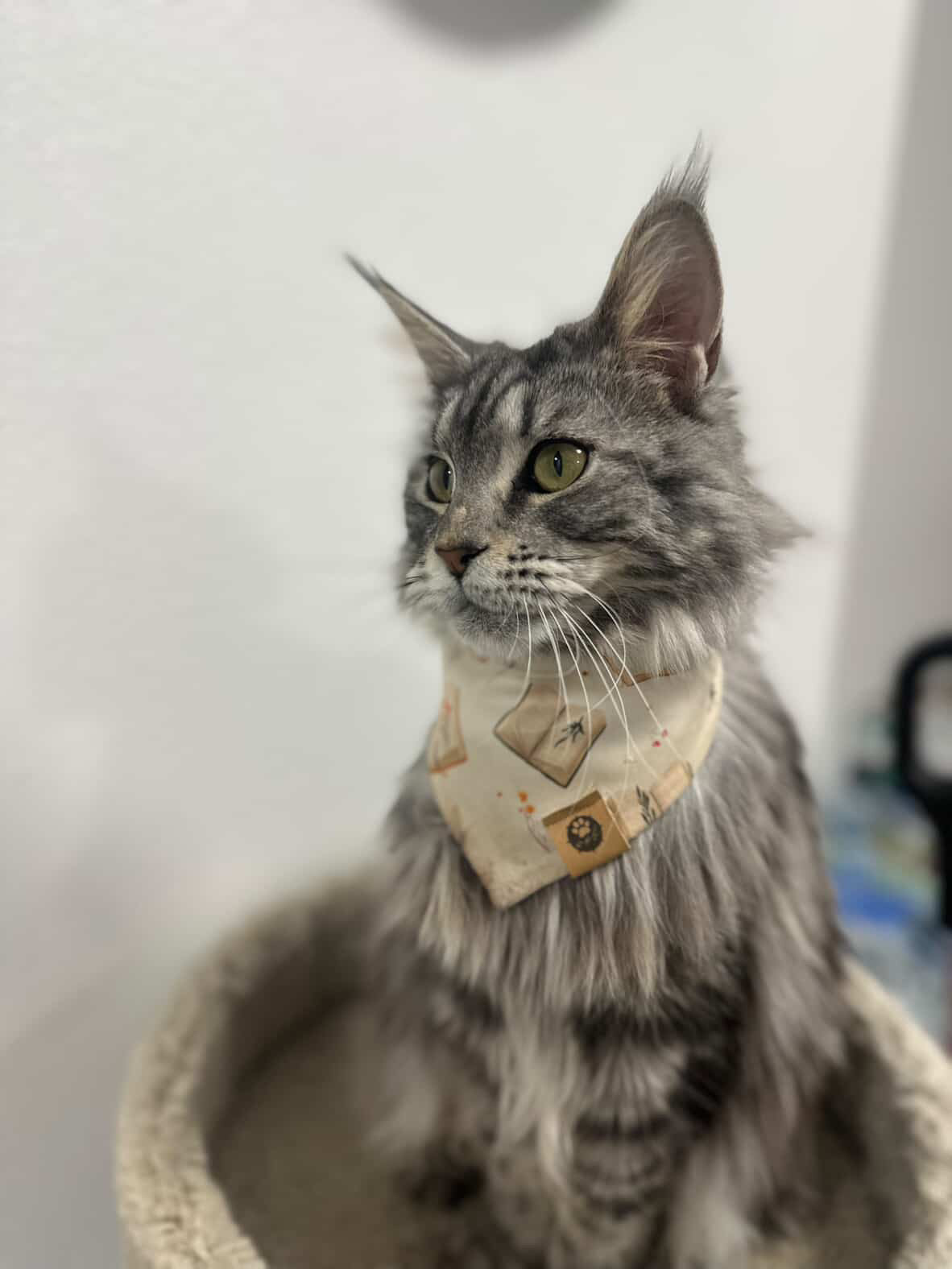 Book Worm Wander Proof Bandana