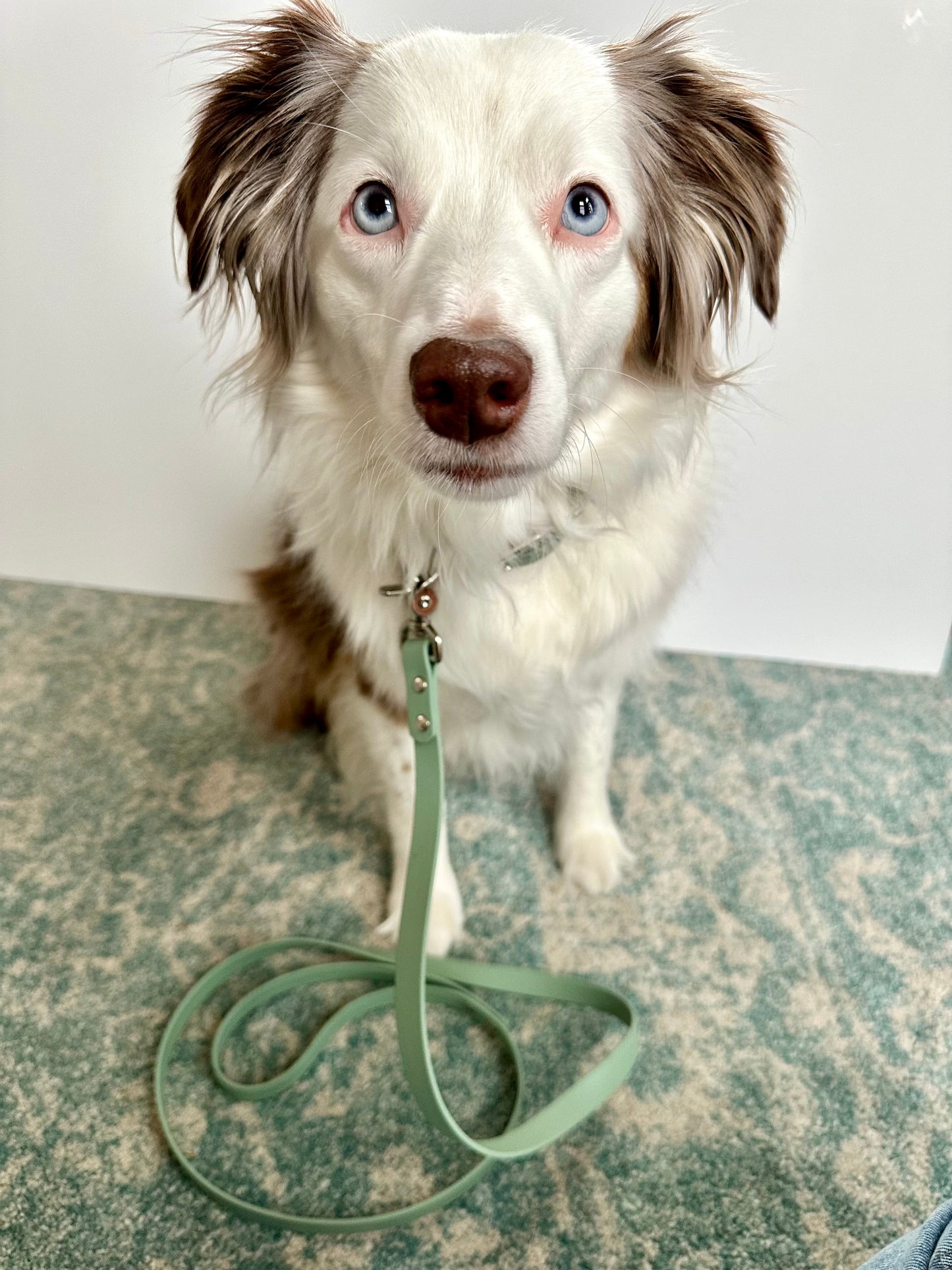 Teal Biothane Dog Leash