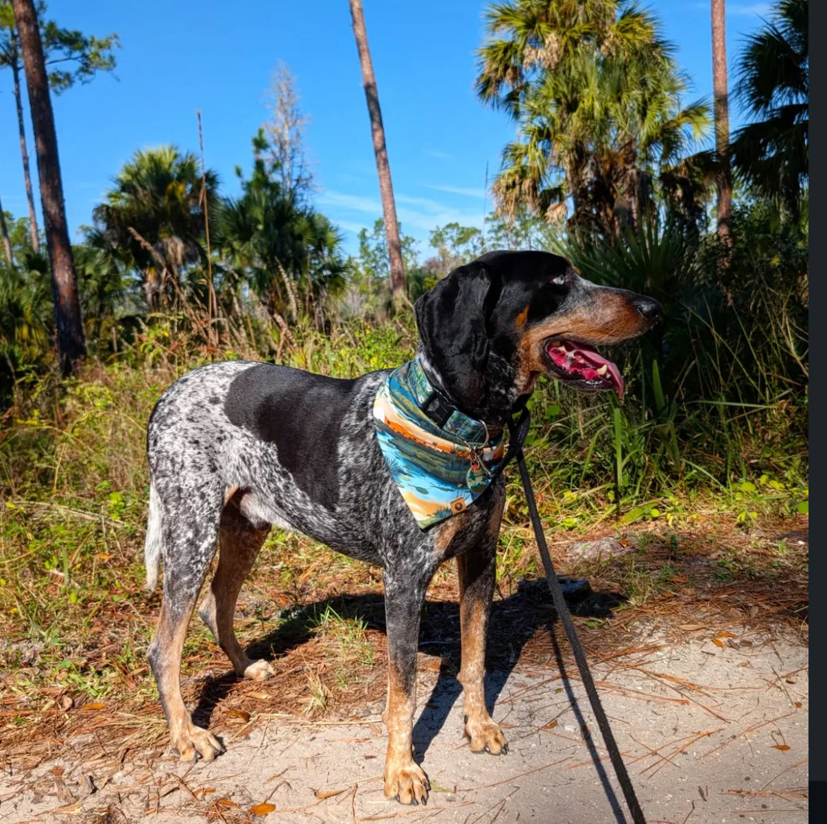 Murphy’s Wild Florida Reversible Wander Proof Bandana