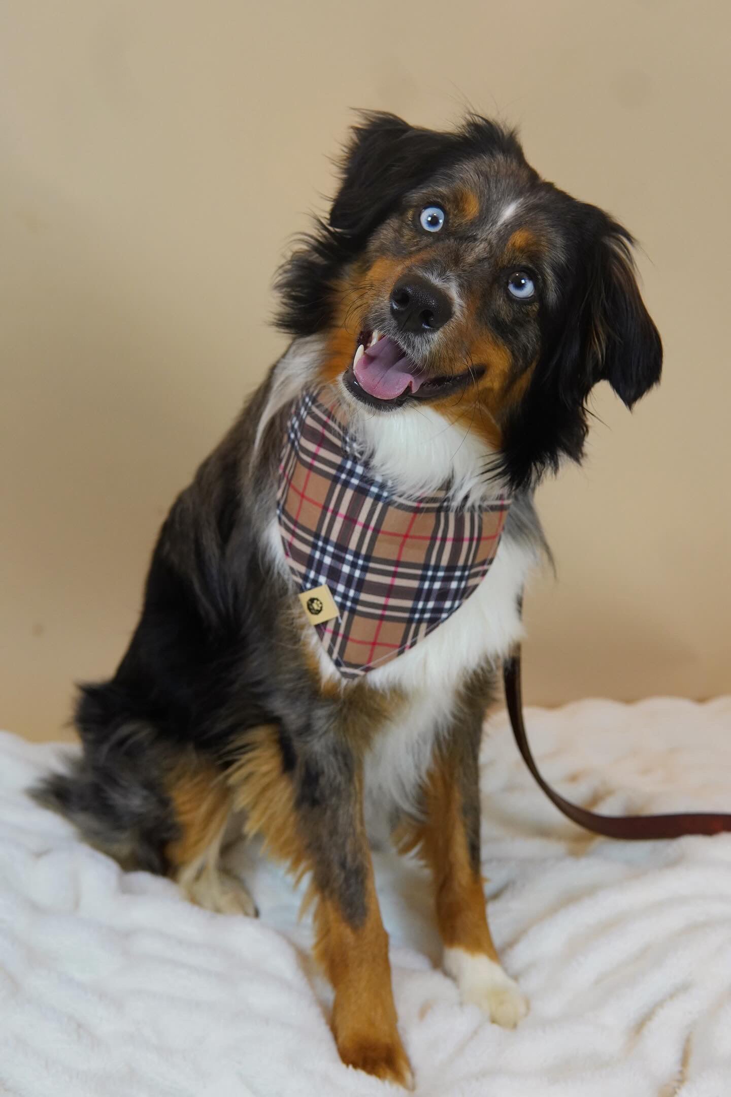 Beau’s Designer Bandana