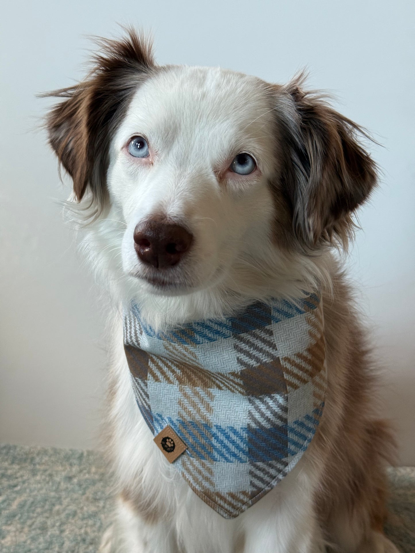 Beary Cozy Reversible Bandana