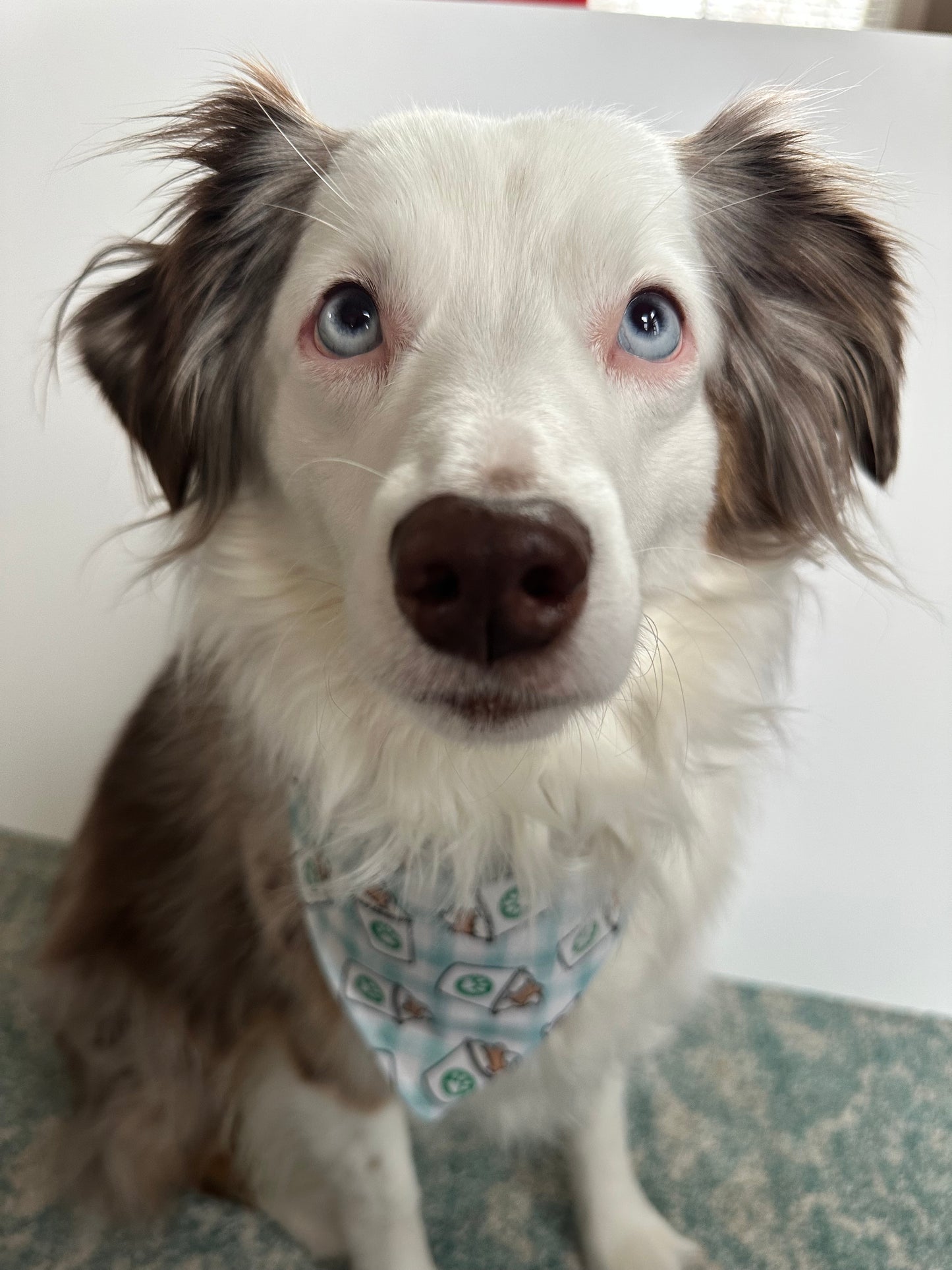 Puppuccino Bandana