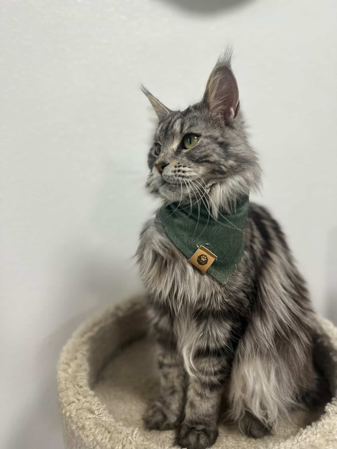 Book Worm Wander Proof Bandana