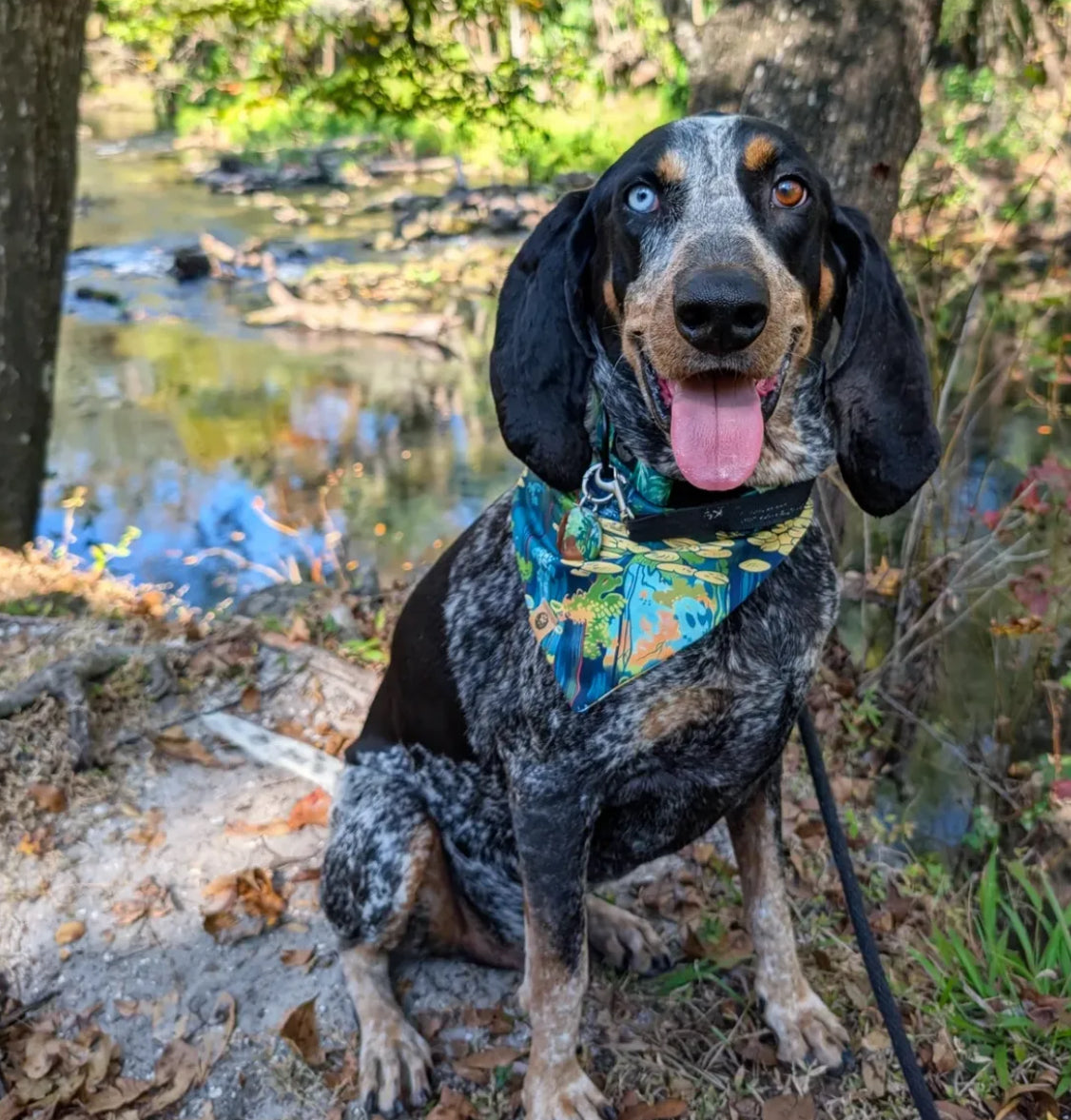 Murphy’s Wild Florida Reversible Wander Proof Bandana