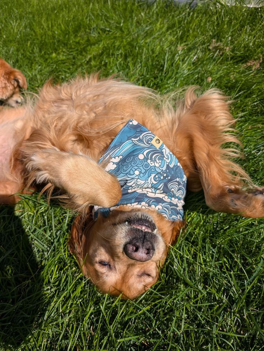 Surf & Snap Reversible Bandana