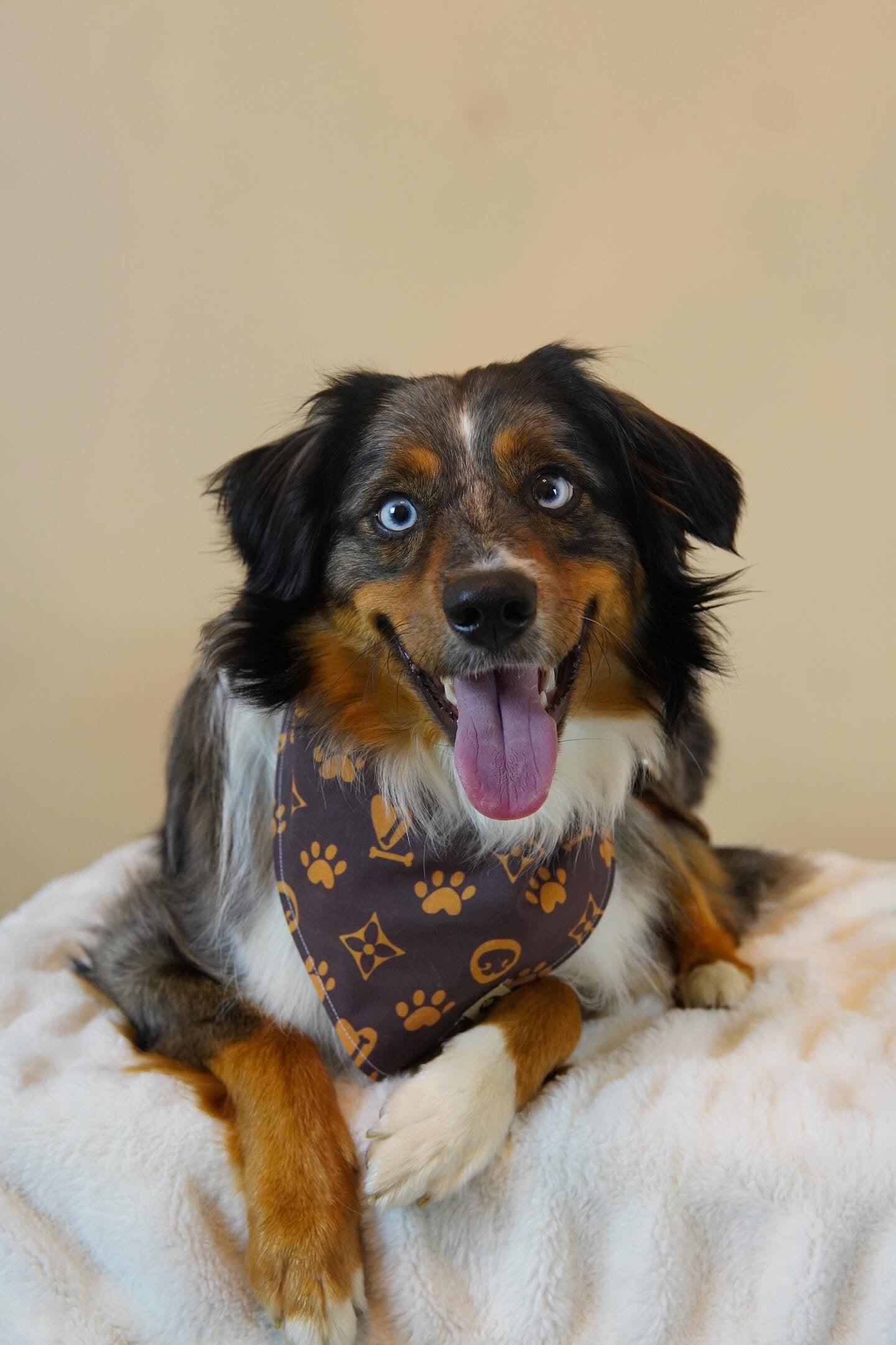 Beau’s Designer Bandana