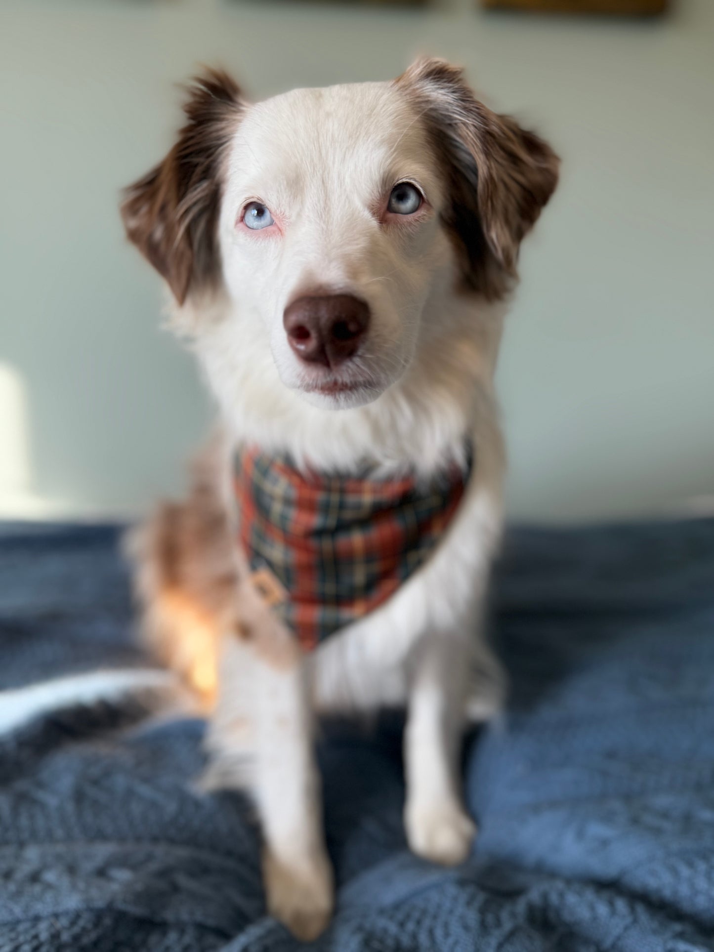 Thanksgiving Day Reversible Adventure Proof Bandana