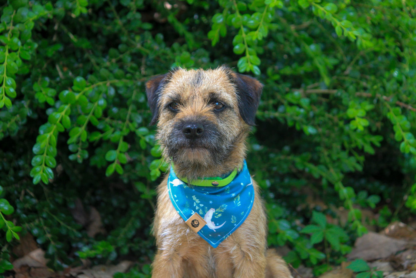Bordering On Perfect Reversible Bandana