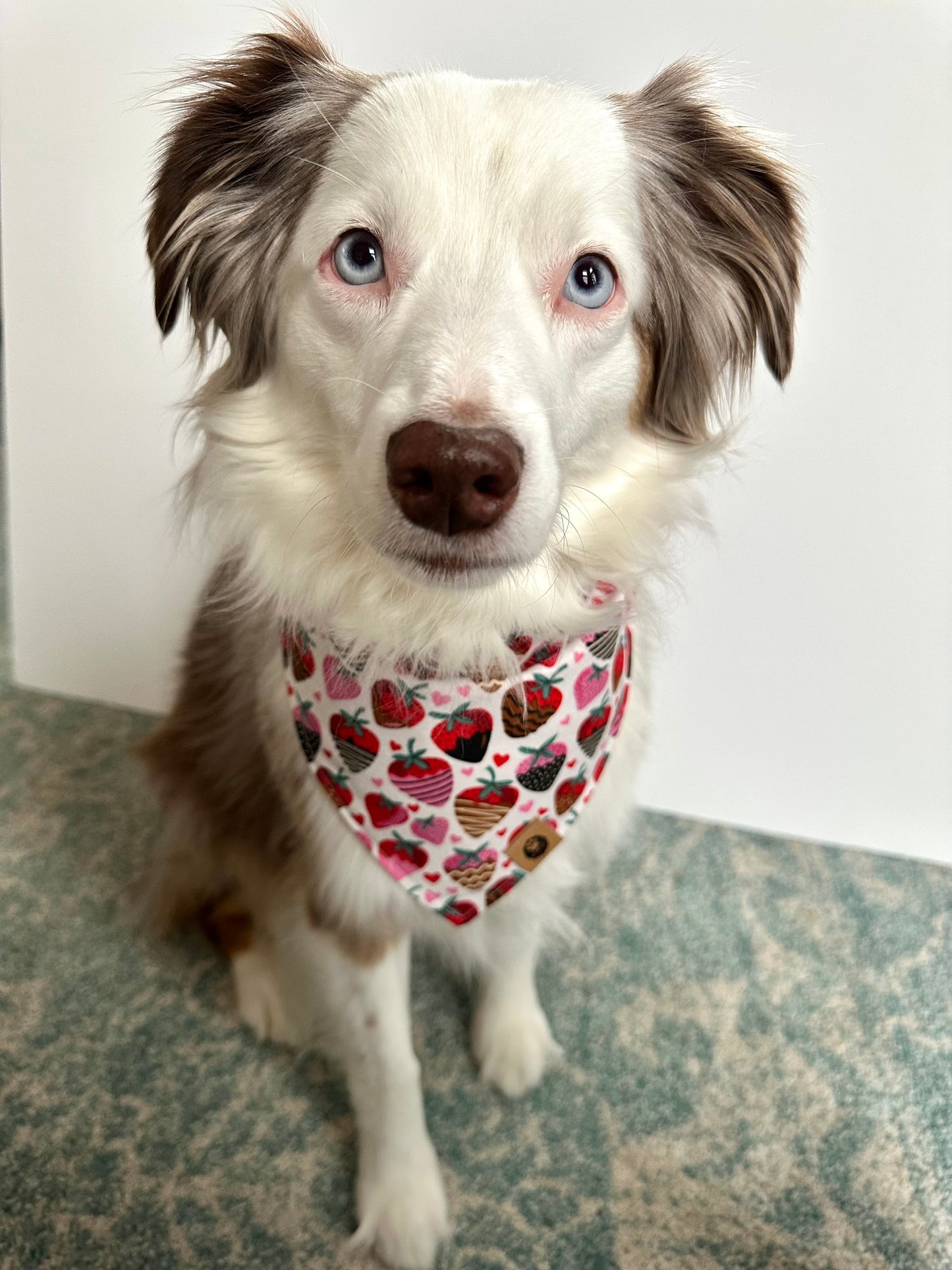 Puppy Love Bandana