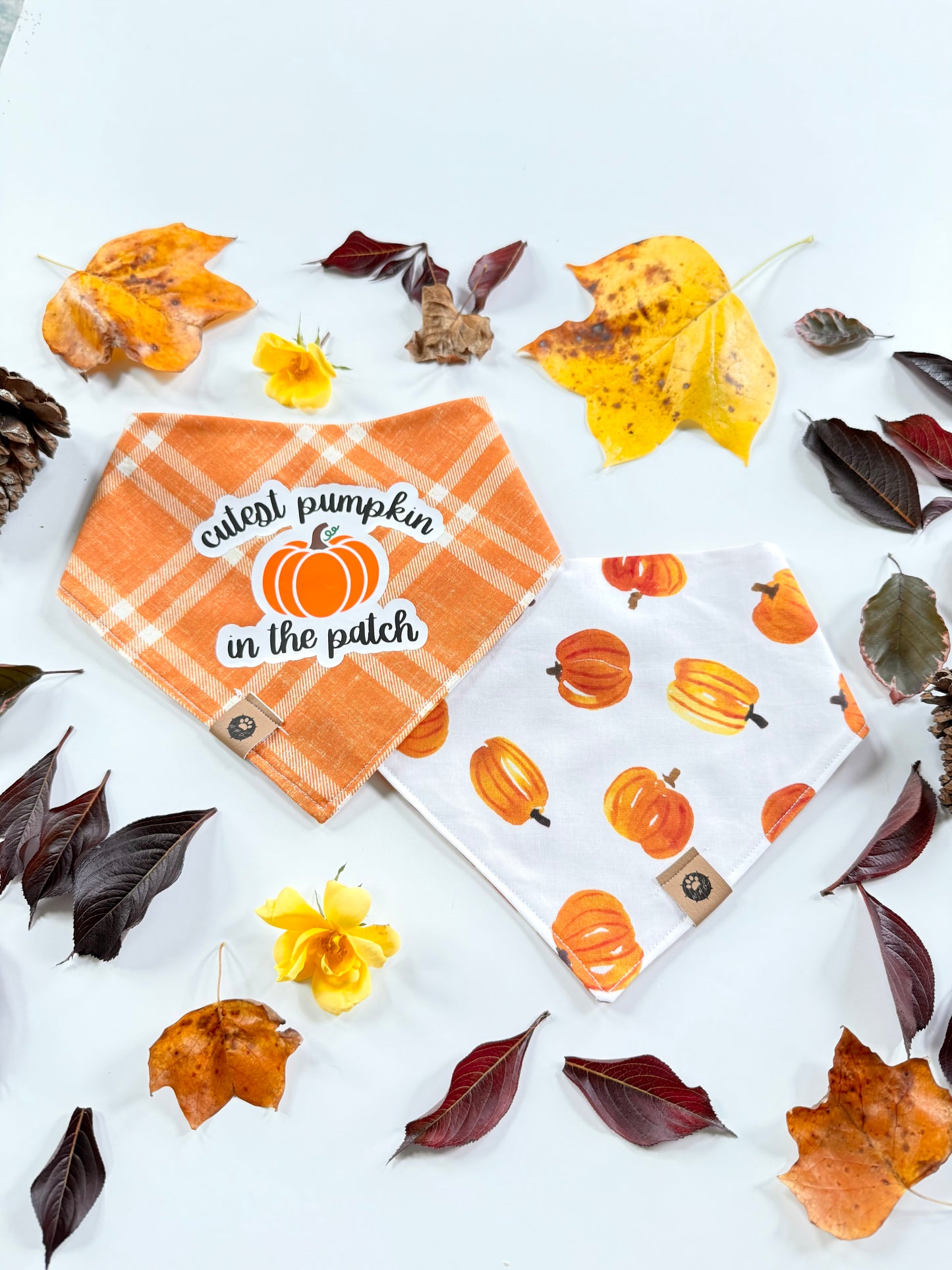 Cutest Pumpkin Reversible Custom Bandana
