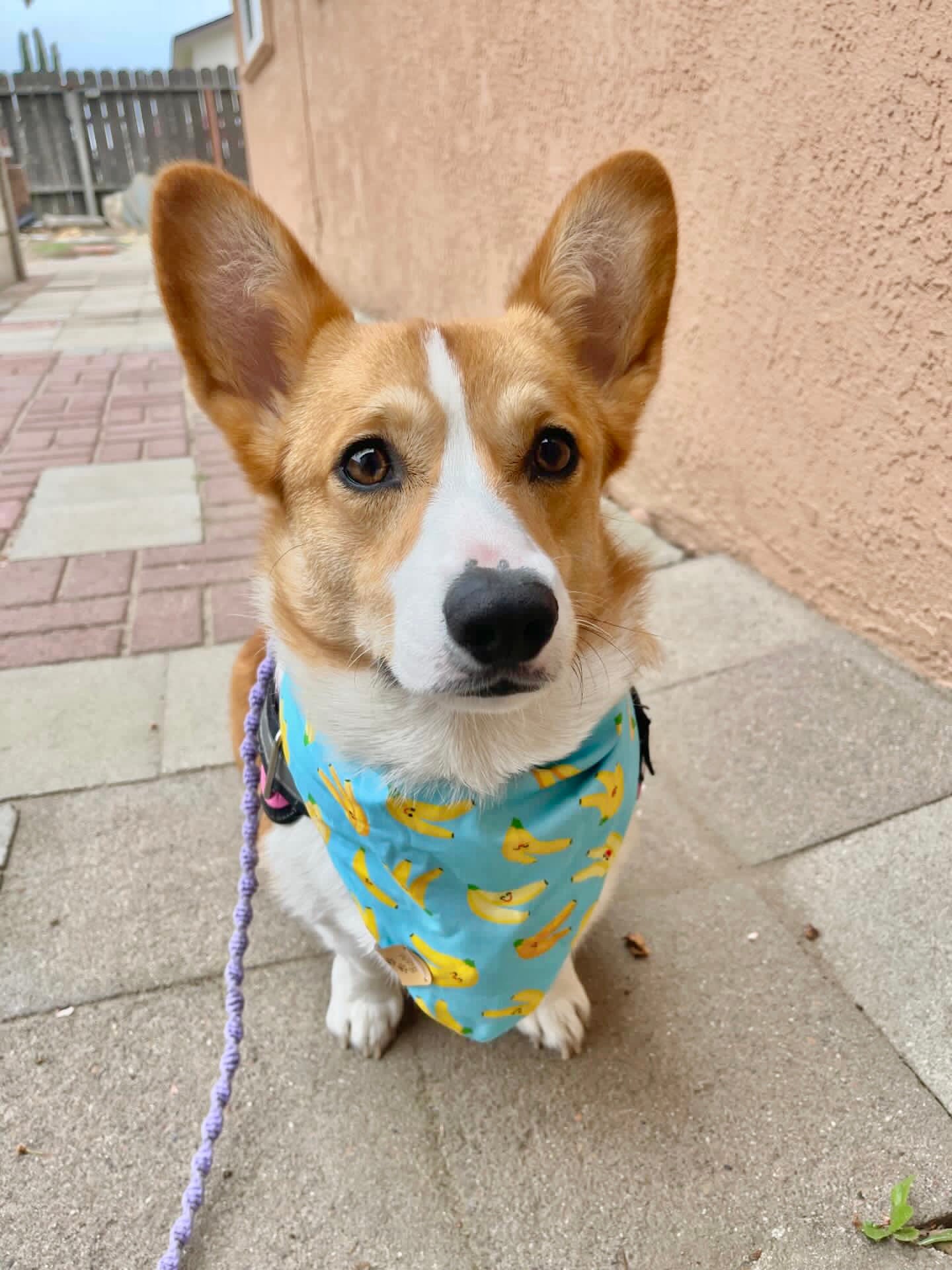 Going Bananas Reversible Bandana