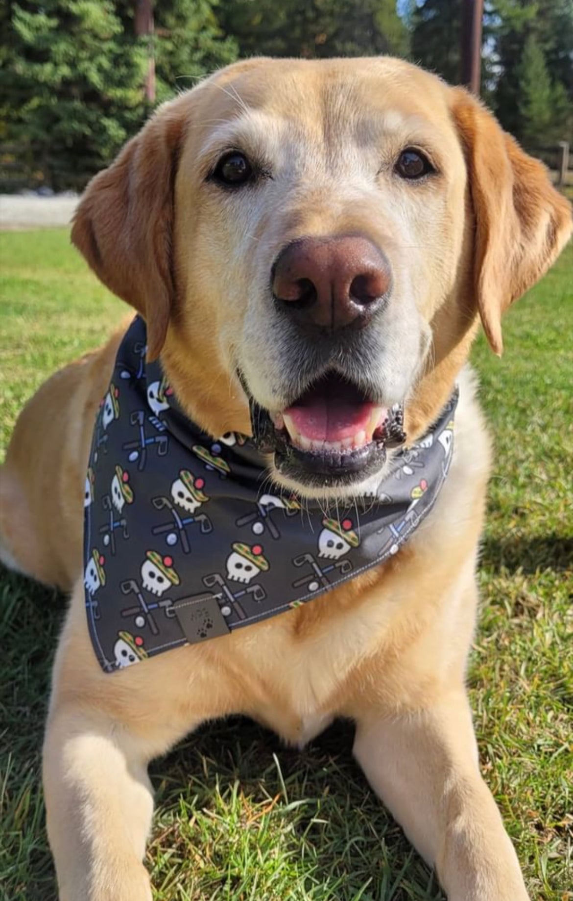 B-argh-k for the Course! Model Line Reversible Snap On Pet Bandana