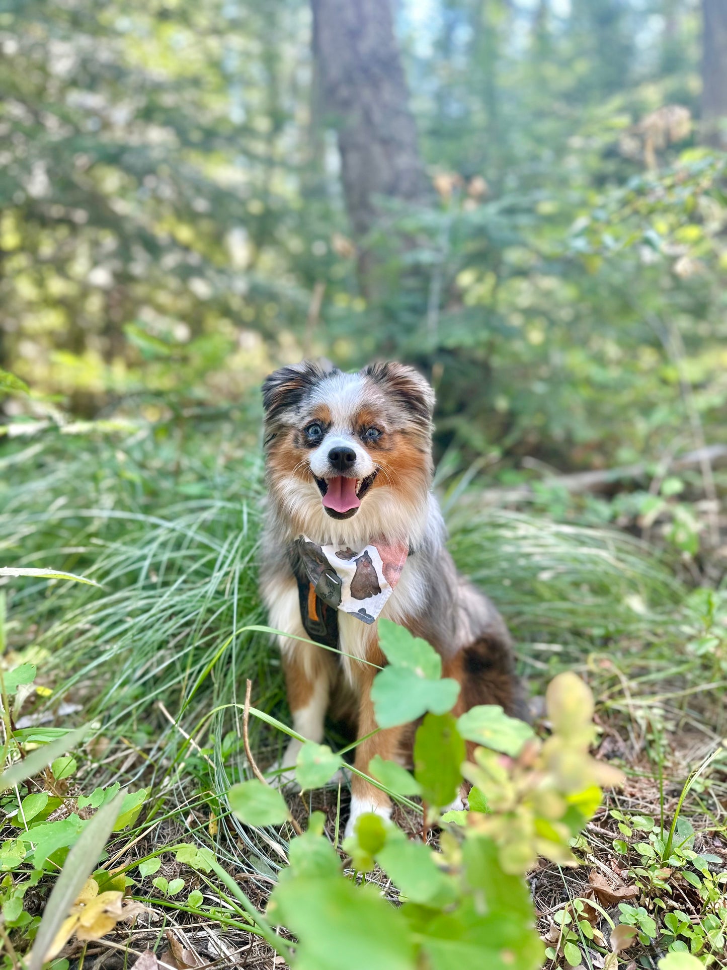 Beary Peaks Reversible Snap On Pet Bandana