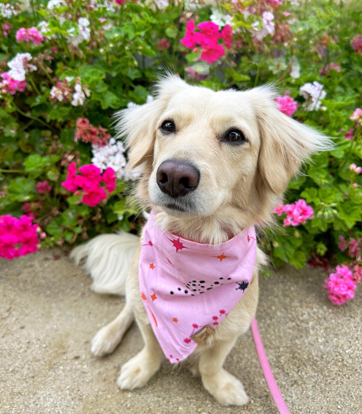 Barbie Girl Reversible Snap On Pet Bandana