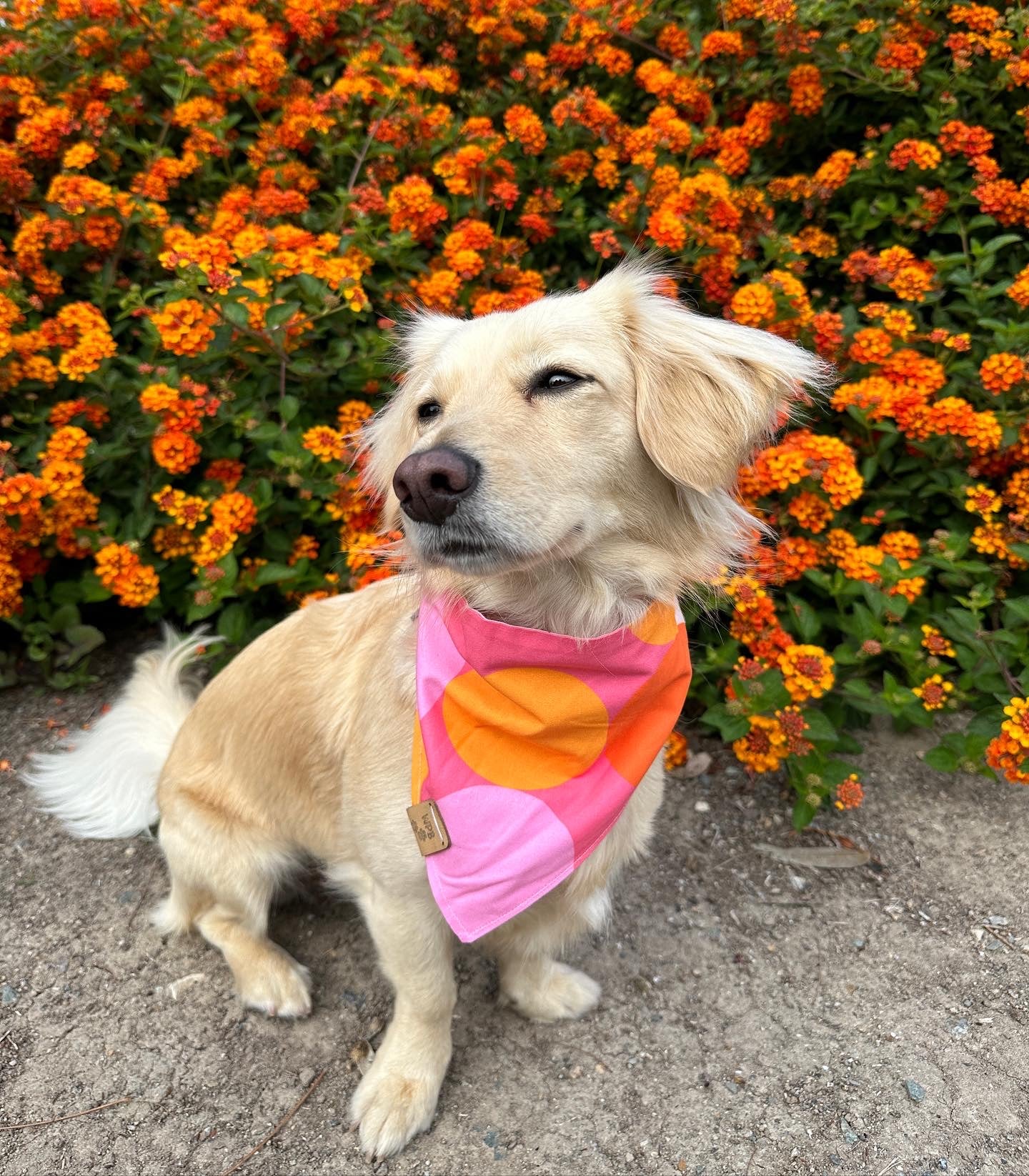 Barbie Girl Reversible Snap On Pet Bandana