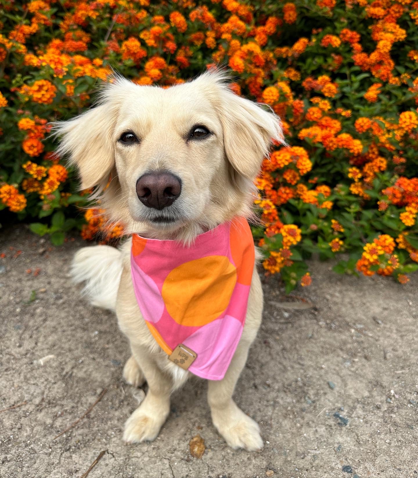 Barbie Girl Reversible Snap On Pet Bandana