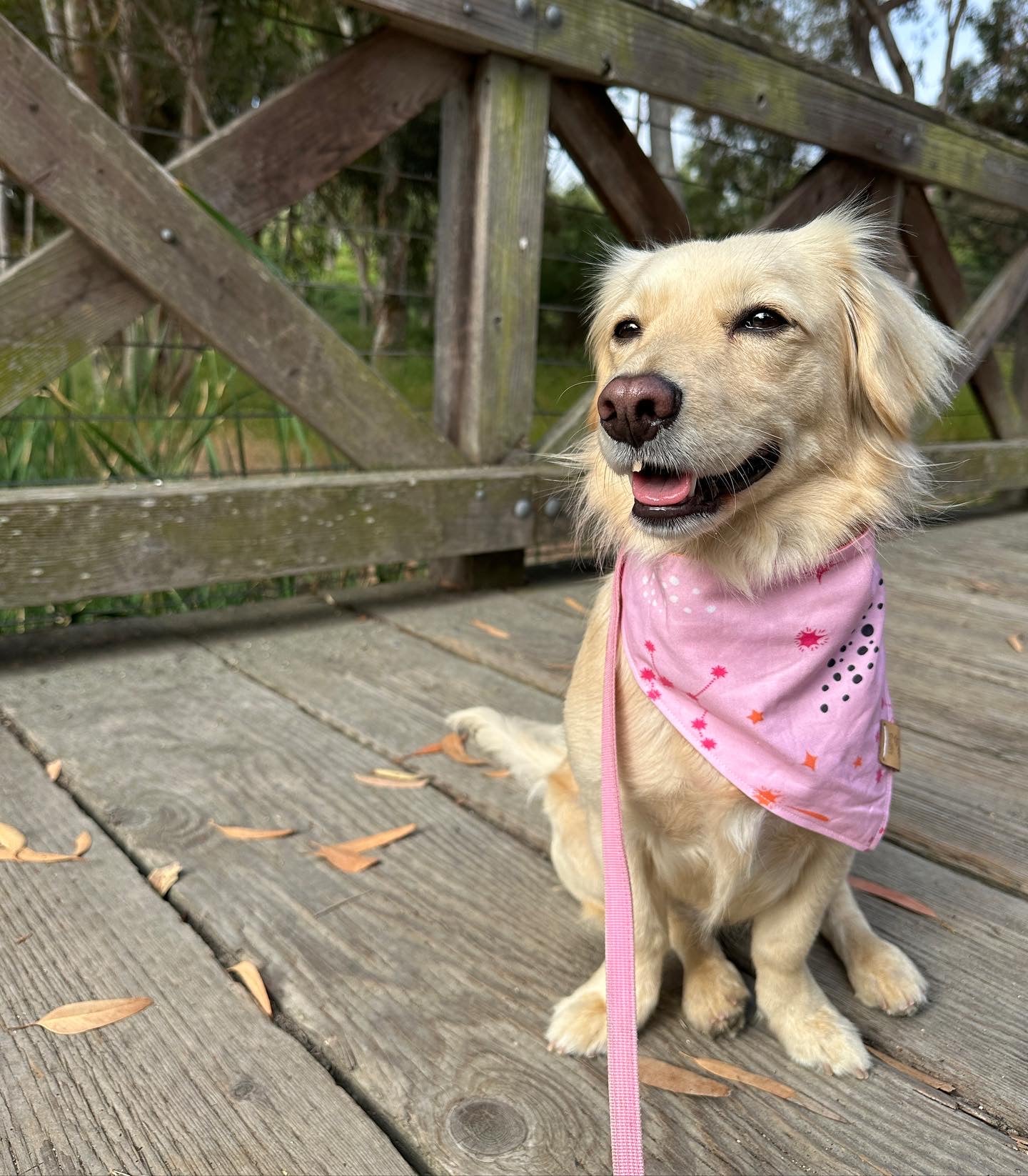 Barbie Girl Reversible Snap On Pet Bandana